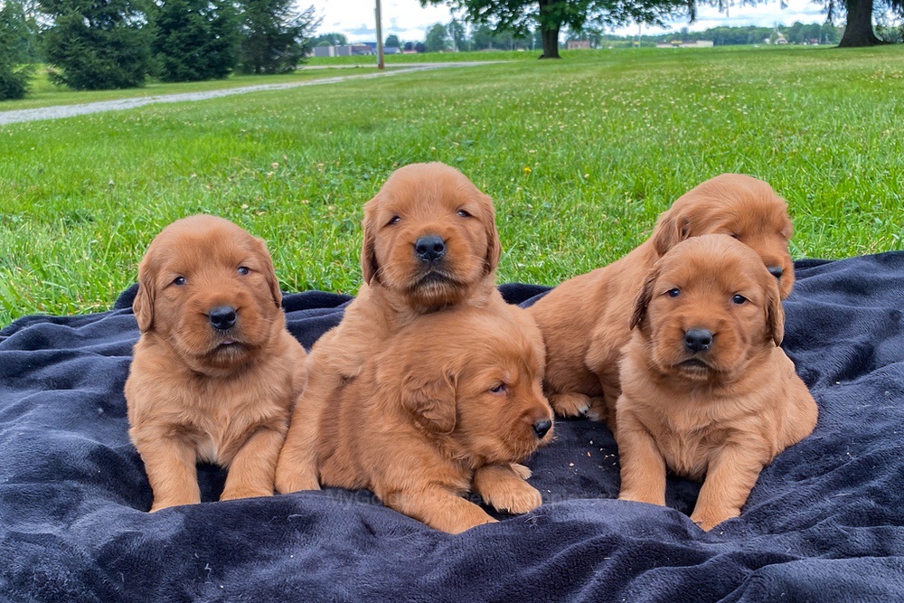 Dark Golden 🤎 July 20 Image of Dark Golden 🤎 July 20, a Golden Retriever puppy