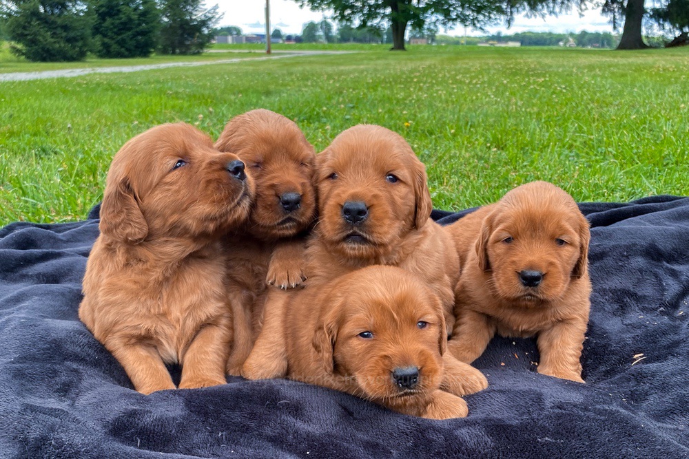 Dark Golden 🤎 July 20 Image of Dark Golden 🤎 July 20, a Golden Retriever puppy