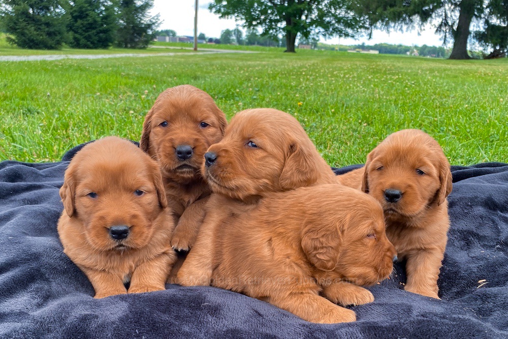 Dark Golden 🤎 July 20 Image of Dark Golden 🤎 July 20, a Golden Retriever puppy