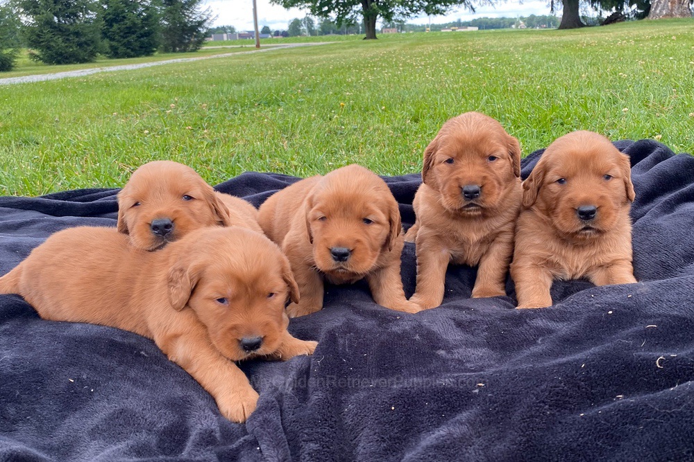 Dark Golden 🤎 July 20 Image of Dark Golden 🤎 July 20, a Golden Retriever puppy