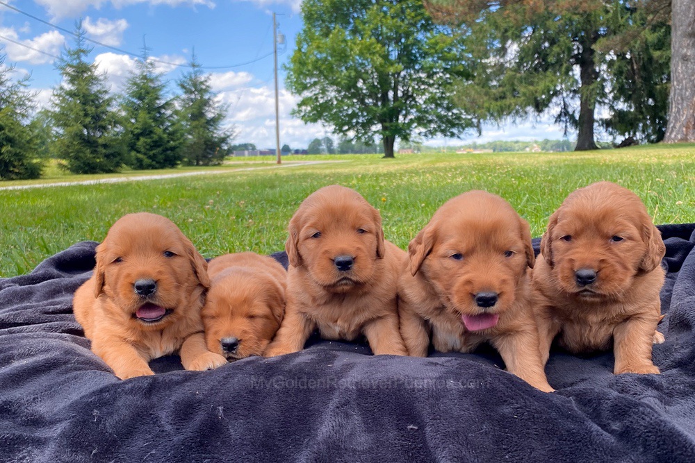 Dark Golden 🤎 July 20 Image of Dark Golden 🤎 July 20, a Golden Retriever puppy