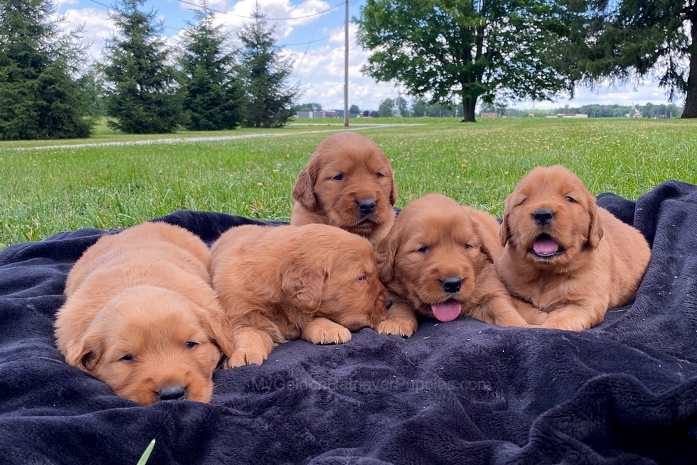 Dark Golden 🤎 July 20 Image of Dark Golden 🤎 July 20, a Golden Retriever puppy
