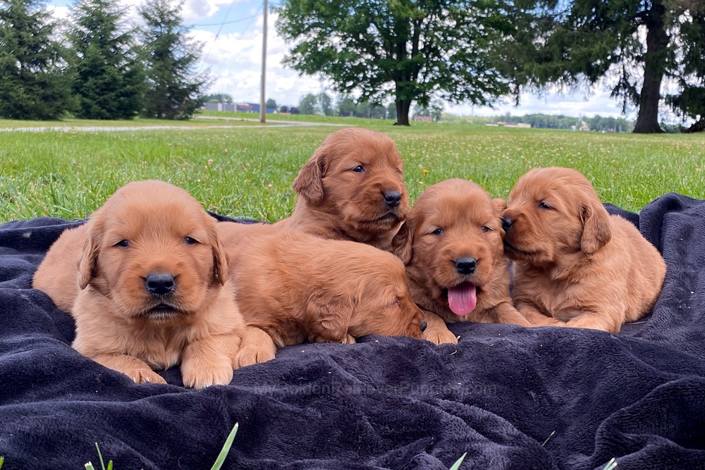 Dark Golden 🤎 July 20 Image of Dark Golden 🤎 July 20, a Golden Retriever puppy