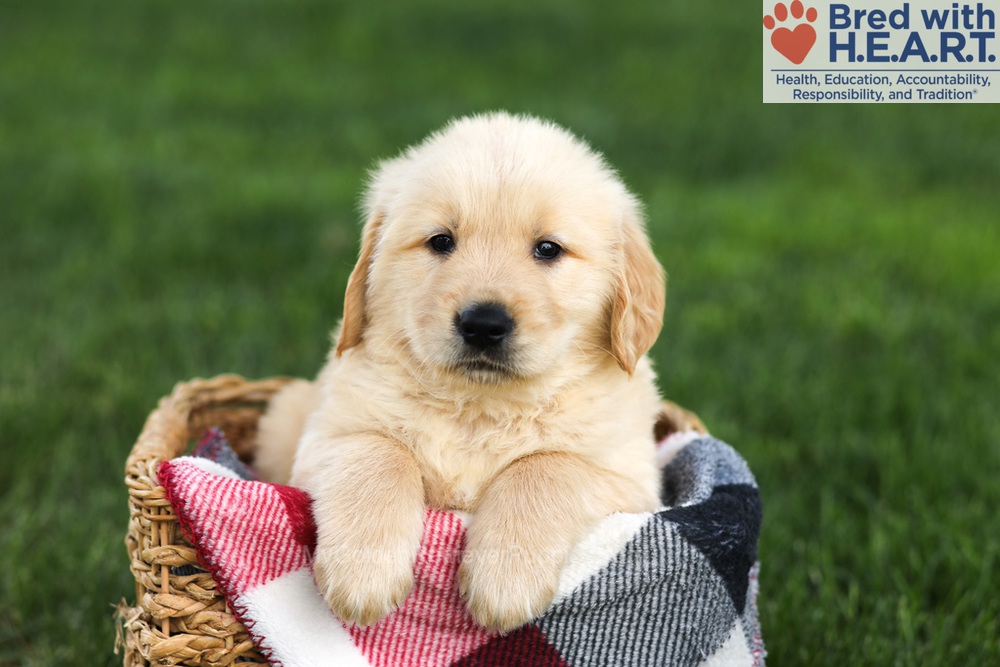 Nash Image of Nash, a Golden Retriever puppy