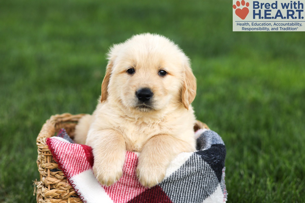 Nash Image of Nash, a Golden Retriever puppy