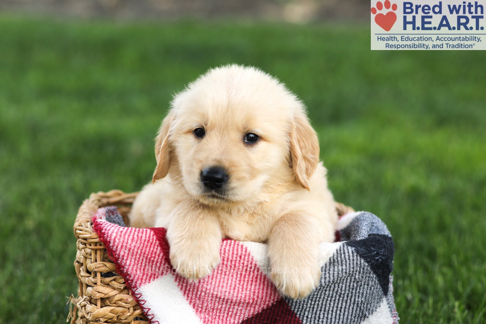 Nash Image of Nash, a Golden Retriever puppy