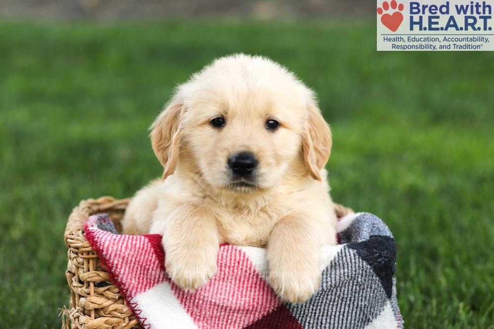 Nash Image of Nash, a Golden Retriever puppy