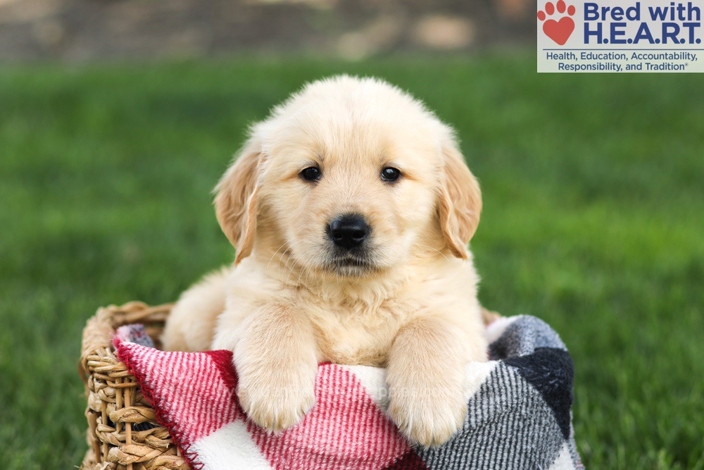 Nash Image of Nash, a Golden Retriever puppy