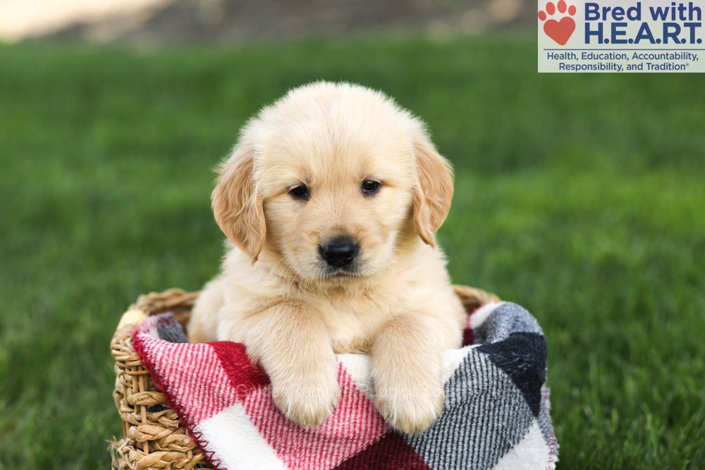 Nash Image of Nash, a Golden Retriever puppy