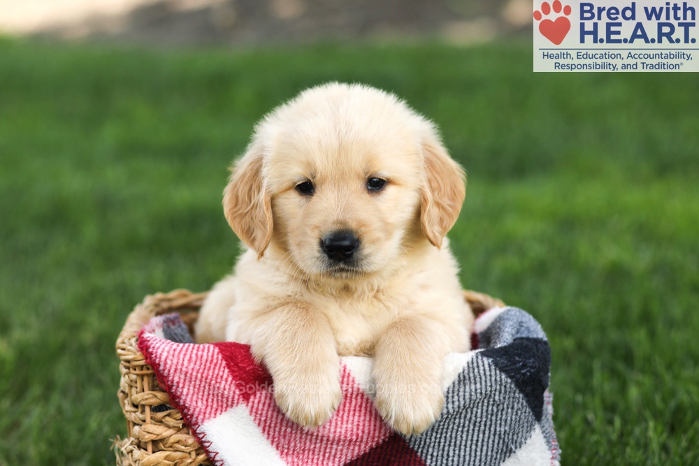 Nash Image of Nash, a Golden Retriever puppy