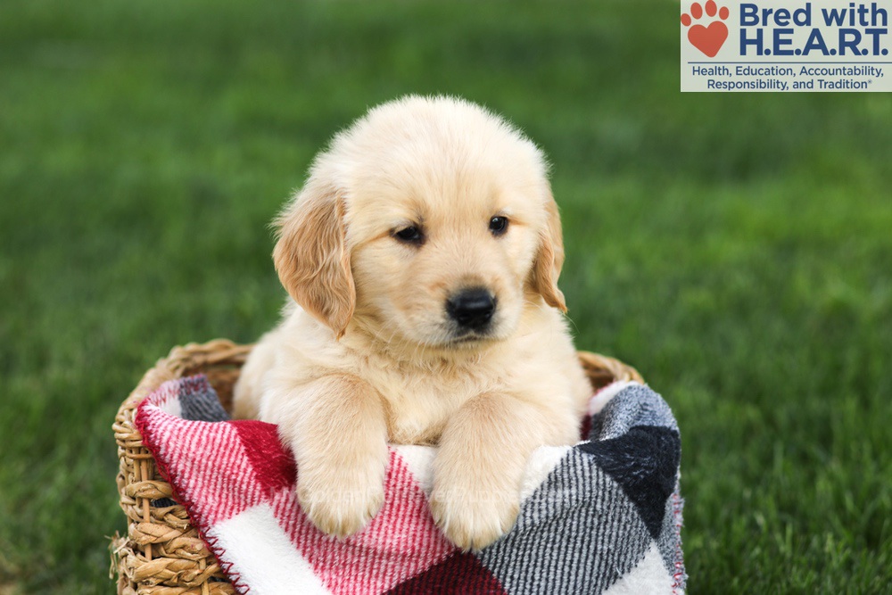 Nash Image of Nash, a Golden Retriever puppy