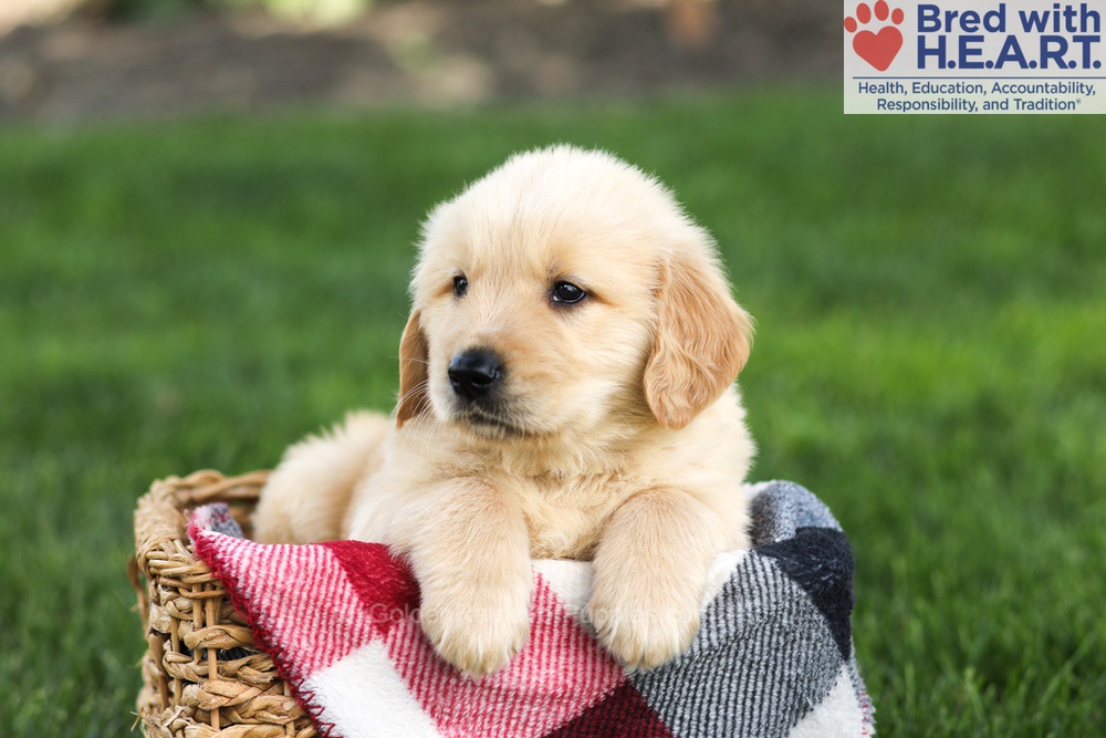 Nash Image of Nash, a Golden Retriever puppy
