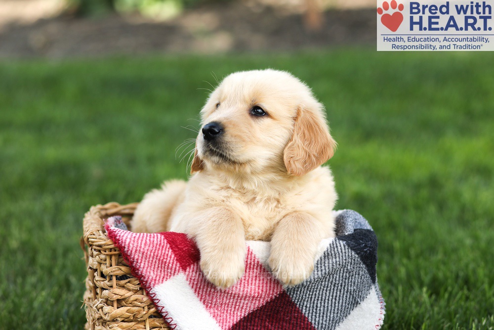 Nash Image of Nash, a Golden Retriever puppy