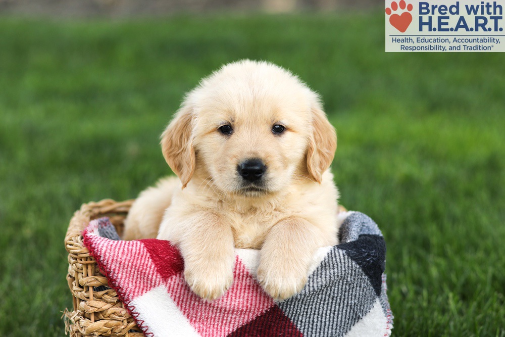 Nash Image of Nash, a Golden Retriever puppy