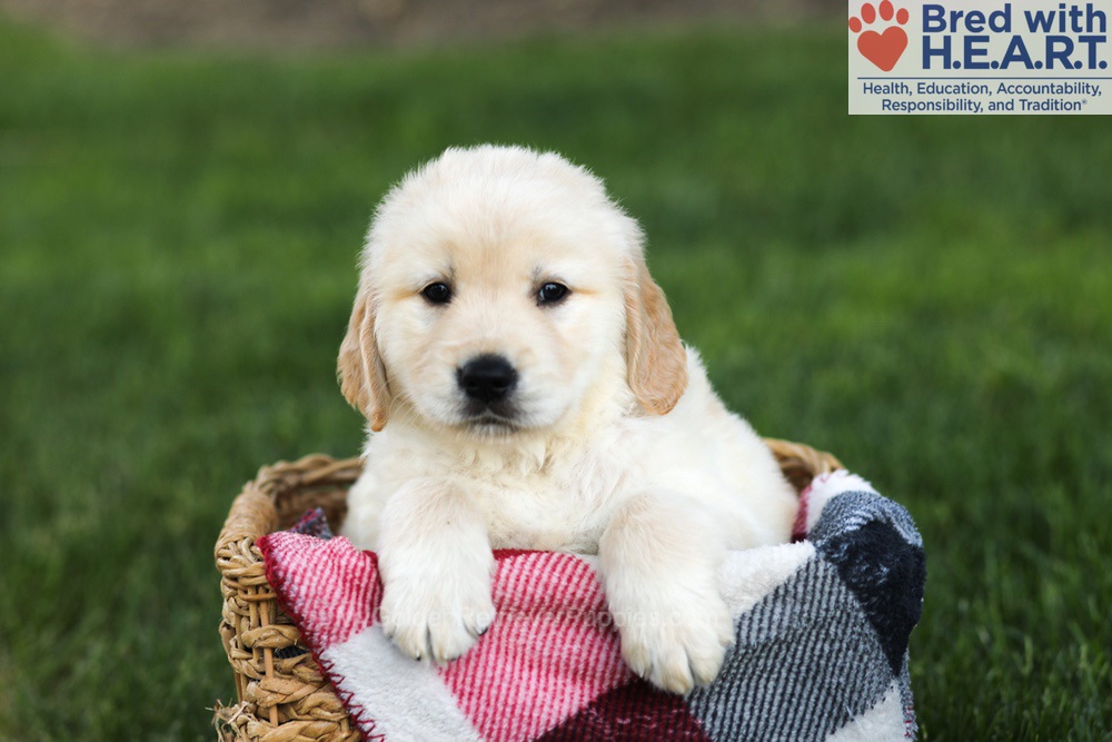 Newton Image of Newton, a Golden Retriever puppy