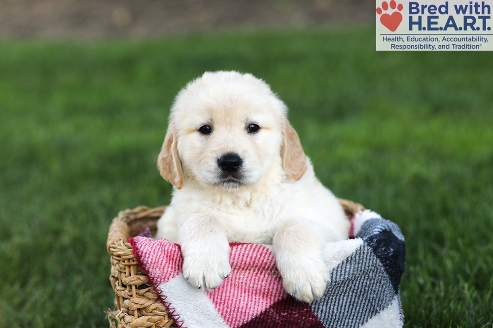 Newton Image of Newton, a Golden Retriever puppy