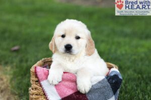 Image of Newton, a Golden Retriever puppy
