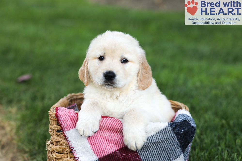Newton Image of Newton, a Golden Retriever puppy