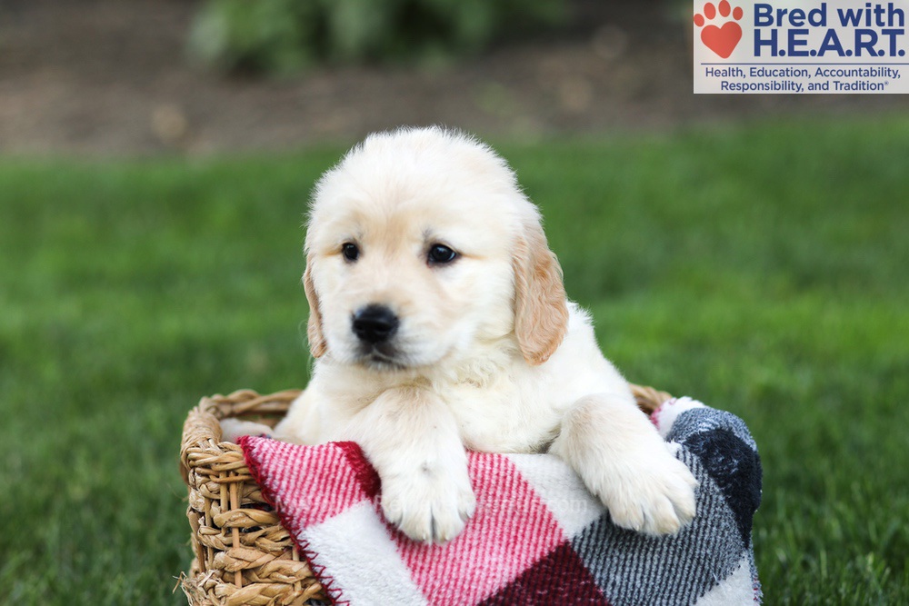 Newton Image of Newton, a Golden Retriever puppy