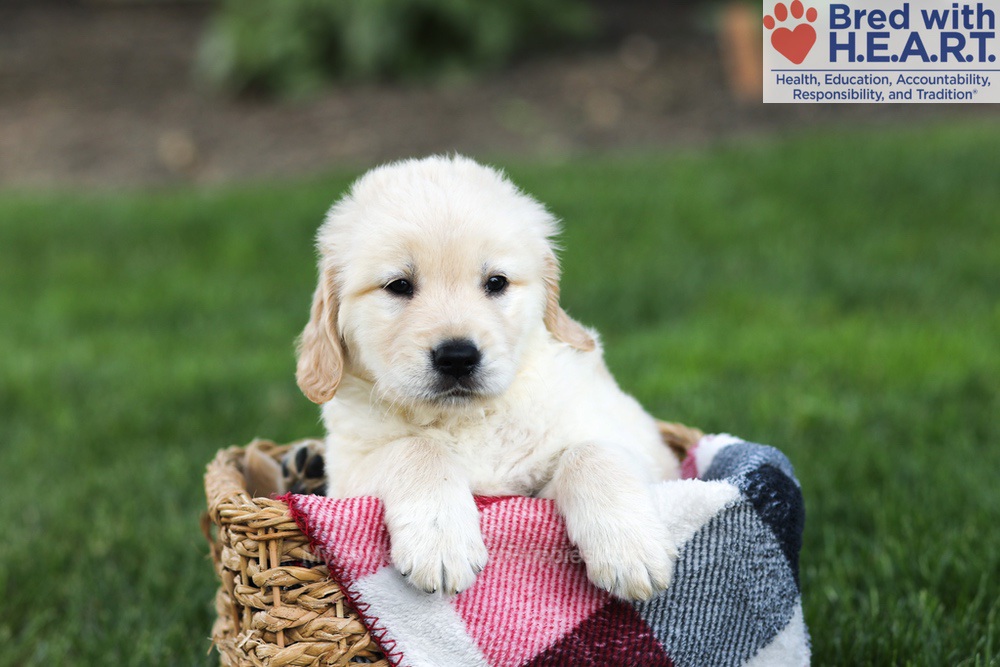 Newton Image of Newton, a Golden Retriever puppy