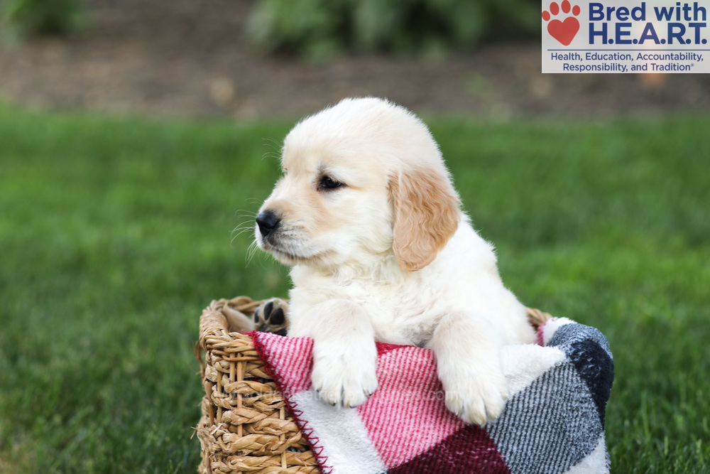 Newton Image of Newton, a Golden Retriever puppy