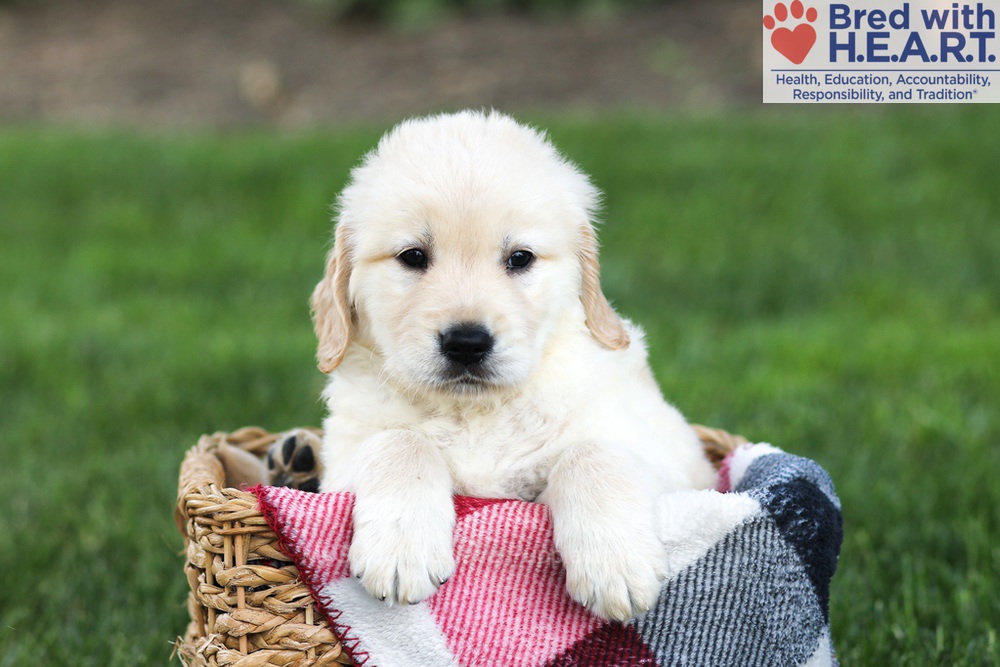 Newton Image of Newton, a Golden Retriever puppy