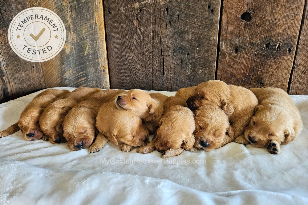 Personality Tested 🤎 Aug 12th Image of Personality Tested 🤎 Aug 12th, a Golden Retriever puppy