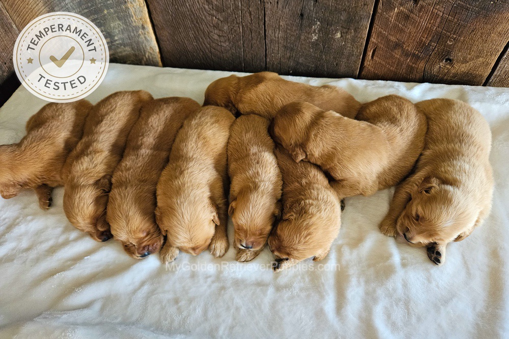 Personality Tested 🤎 Aug 12th Image of Personality Tested 🤎 Aug 12th, a Golden Retriever puppy