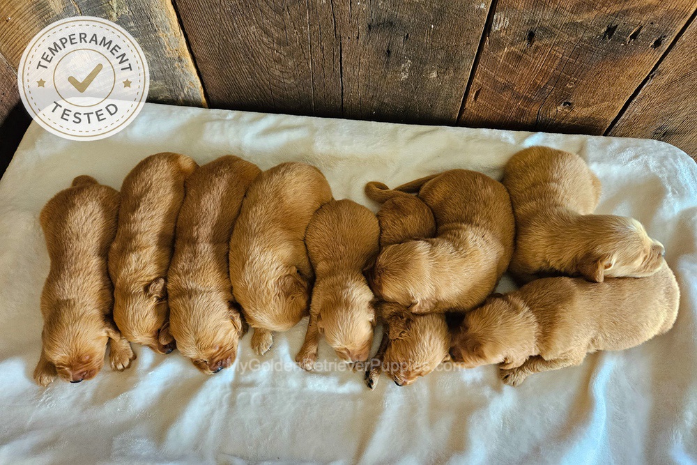 Personality Tested 🤎 Aug 12th Image of Personality Tested 🤎 Aug 12th, a Golden Retriever puppy