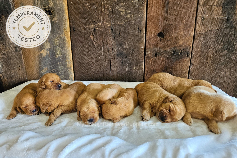 Personality Tested 🤎 Aug 12th Image of Personality Tested 🤎 Aug 12th, a Golden Retriever puppy