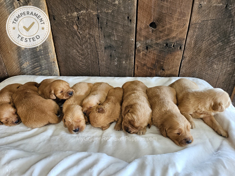 Personality Tested 🤎 Aug 12th Image of Personality Tested 🤎 Aug 12th, a Golden Retriever puppy