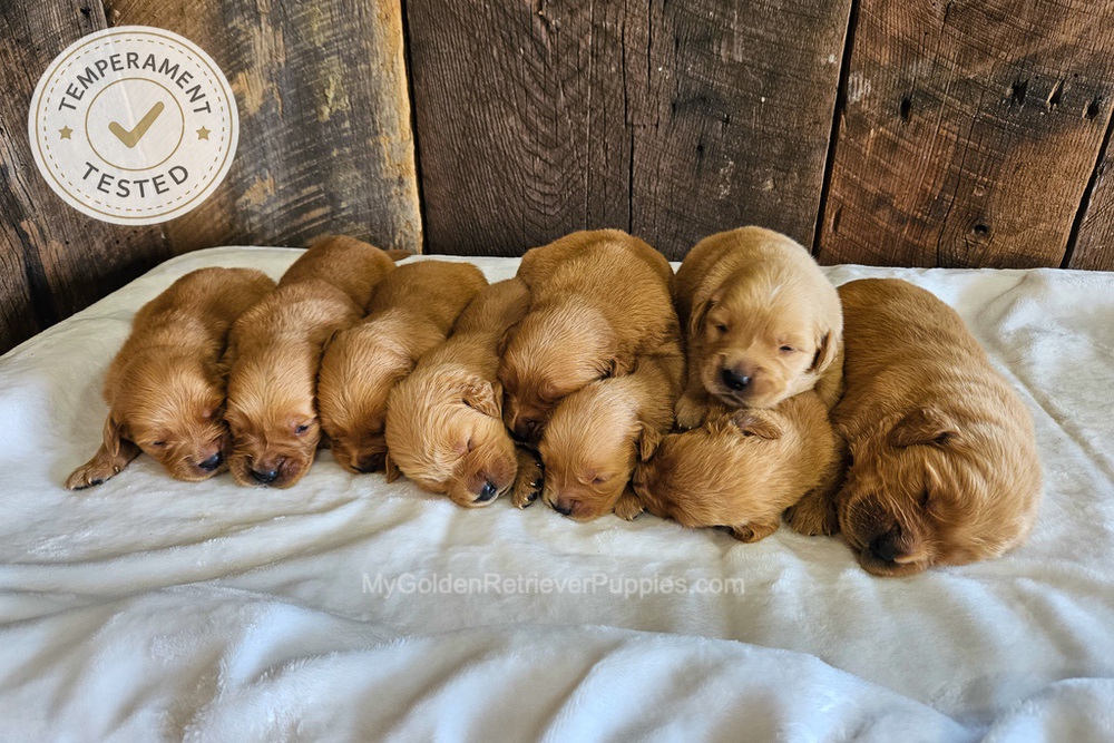 Personality Tested 🤎 Aug 12th Image of Personality Tested 🤎 Aug 12th, a Golden Retriever puppy