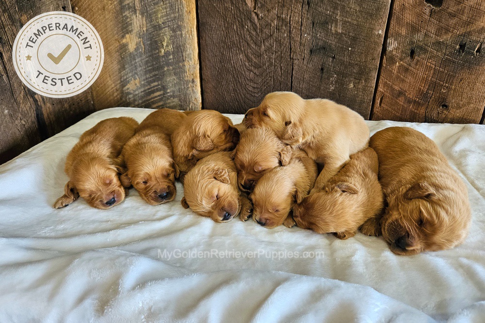 Personality Tested 🤎 Aug 12th Image of Personality Tested 🤎 Aug 12th, a Golden Retriever puppy