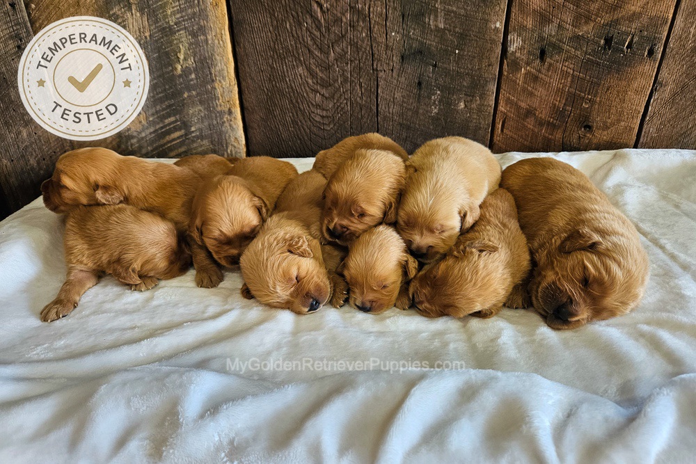 Personality Tested 🤎 Aug 12th Image of Personality Tested 🤎 Aug 12th, a Golden Retriever puppy