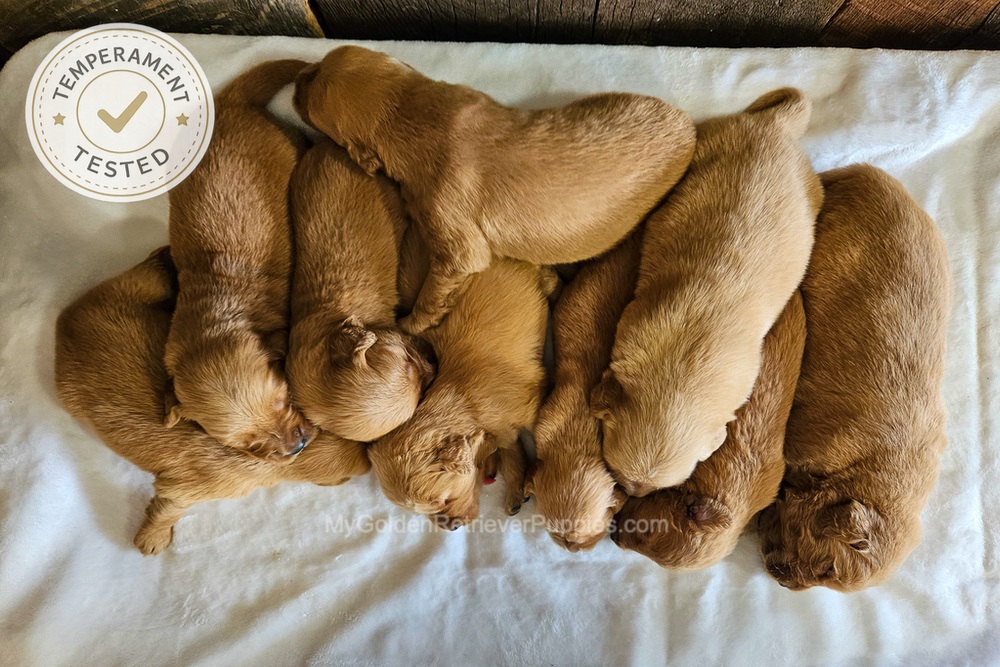Personality Tested 🤎 Aug 12th Image of Personality Tested 🤎 Aug 12th, a Golden Retriever puppy