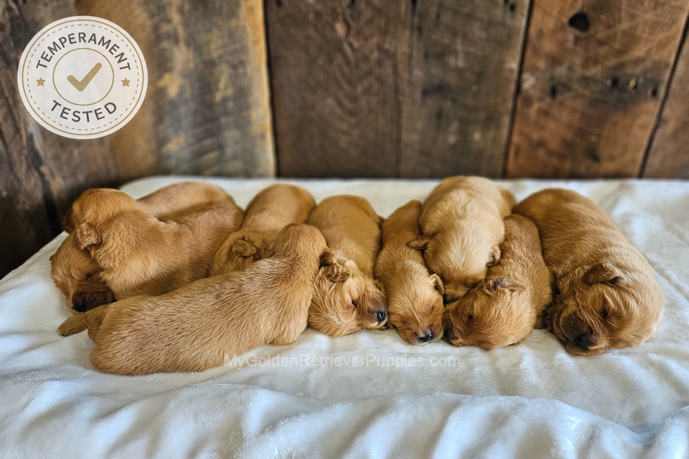 Personality Tested 🤎 Aug 12th Image of Personality Tested 🤎 Aug 12th, a Golden Retriever puppy
