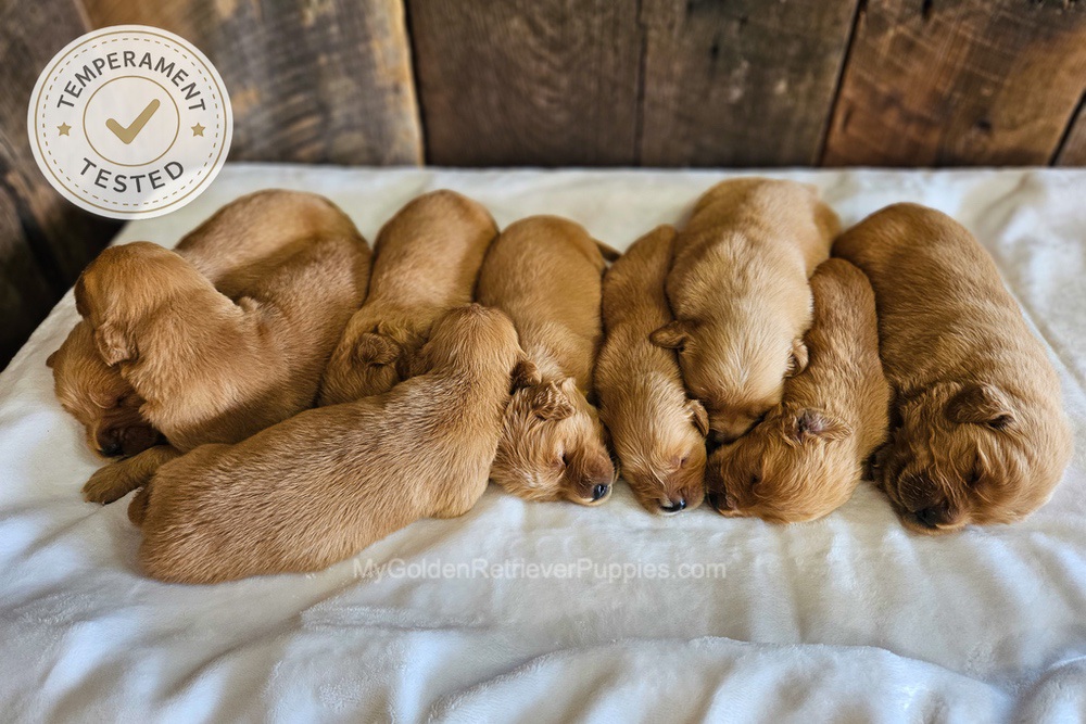 Personality Tested 🤎 Aug 12th Image of Personality Tested 🤎 Aug 12th, a Golden Retriever puppy