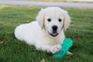 Image of Aiden, a Golden Retriever puppy