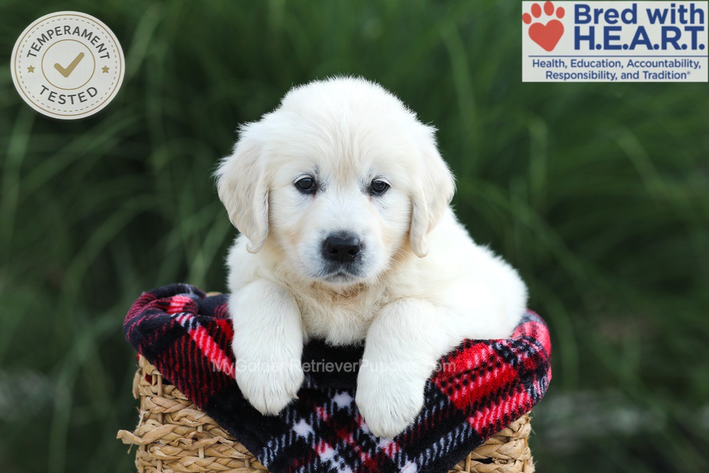 Amy Image of Amy, a Golden Retriever puppy