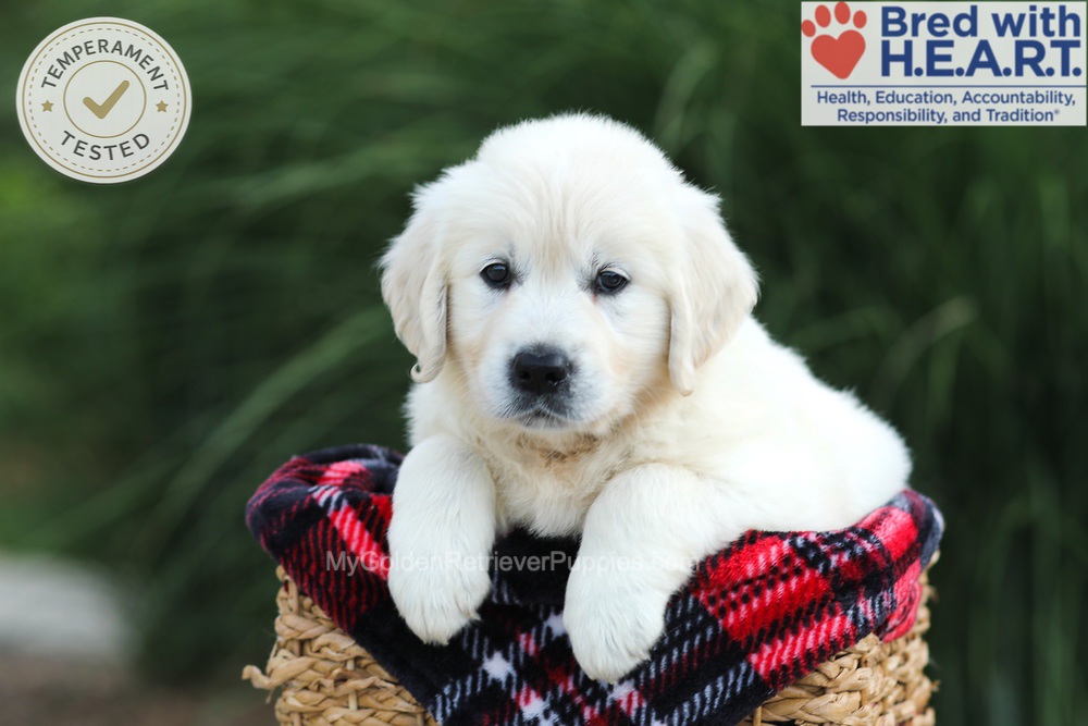 Amy Image of Amy, a Golden Retriever puppy