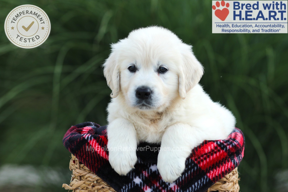 Amy Image of Amy, a Golden Retriever puppy