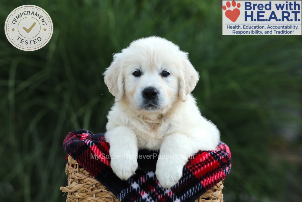 Amy Image of Amy, a Golden Retriever puppy