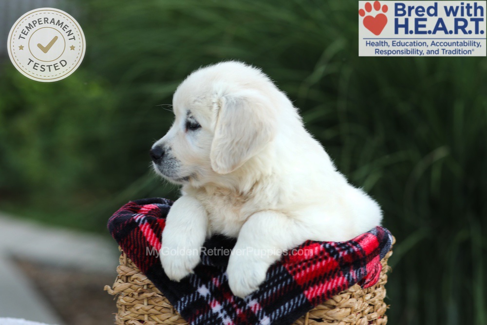 Amy Image of Amy, a Golden Retriever puppy