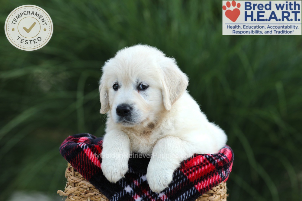 Amy Image of Amy, a Golden Retriever puppy