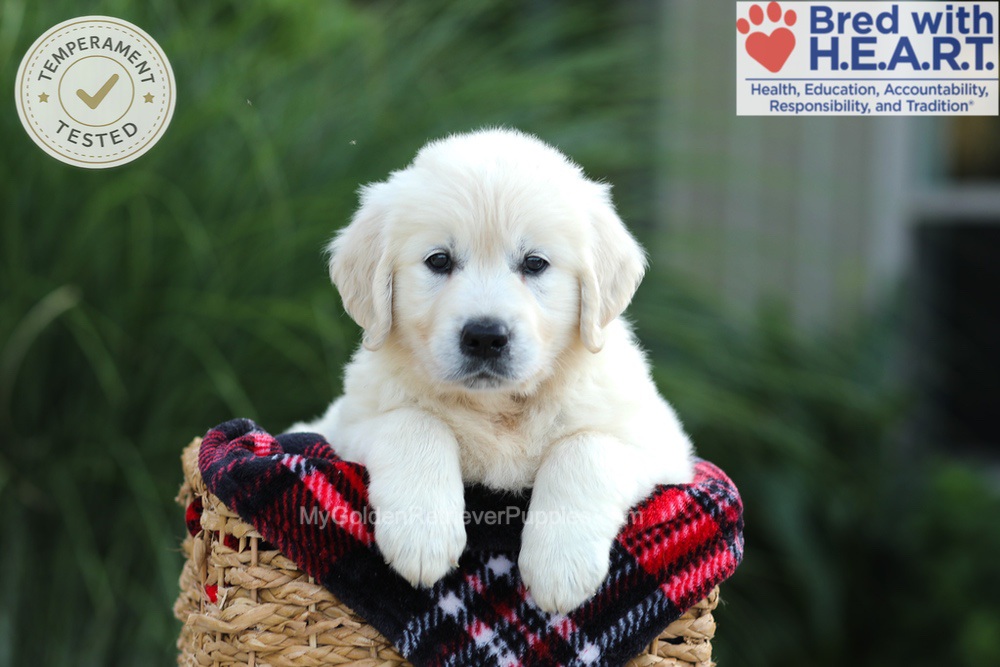 Amy Image of Amy, a Golden Retriever puppy