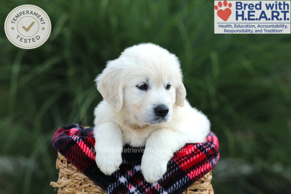Amy Image of Amy, a Golden Retriever puppy
