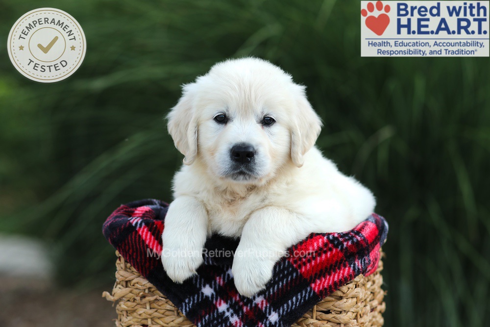 Amy Image of Amy, a Golden Retriever puppy
