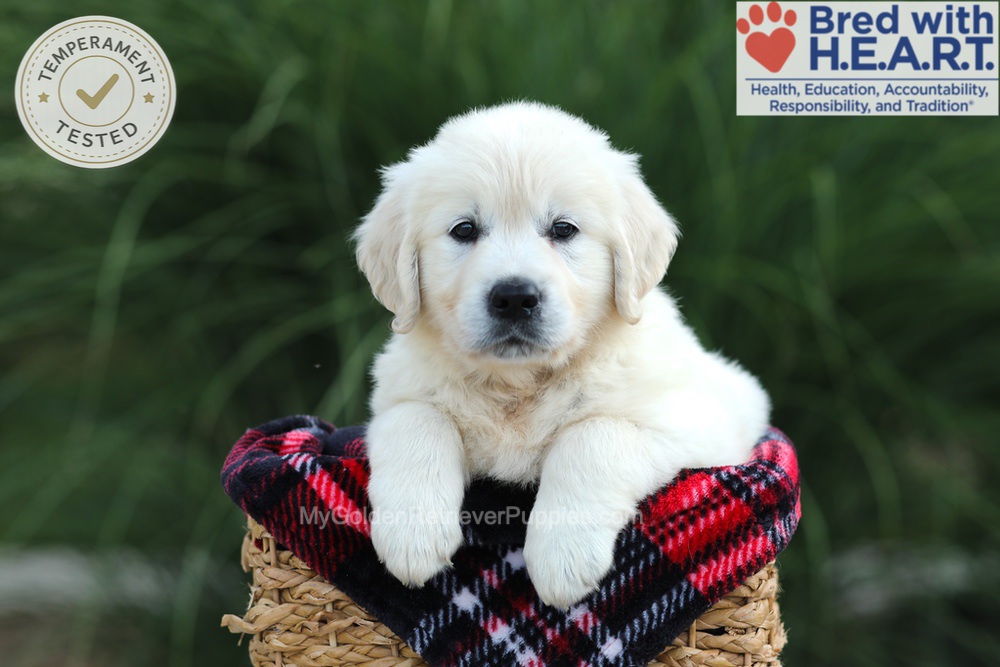 Amy Image of Amy, a Golden Retriever puppy