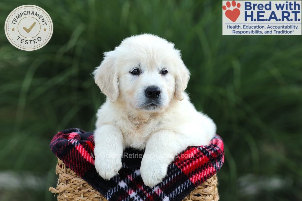 Amy Image of Amy, a Golden Retriever puppy