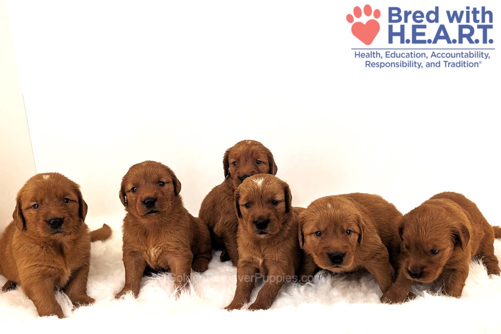 Red Golden - Aug. 6 Image of Red Golden - Aug. 6, a Golden Retriever puppy
